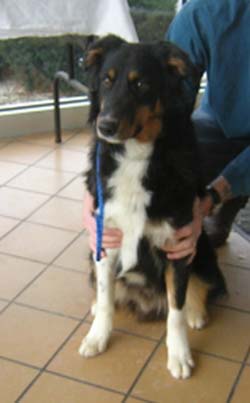 This is me at the shelter. Even then, you could tell just how handsome I am. 